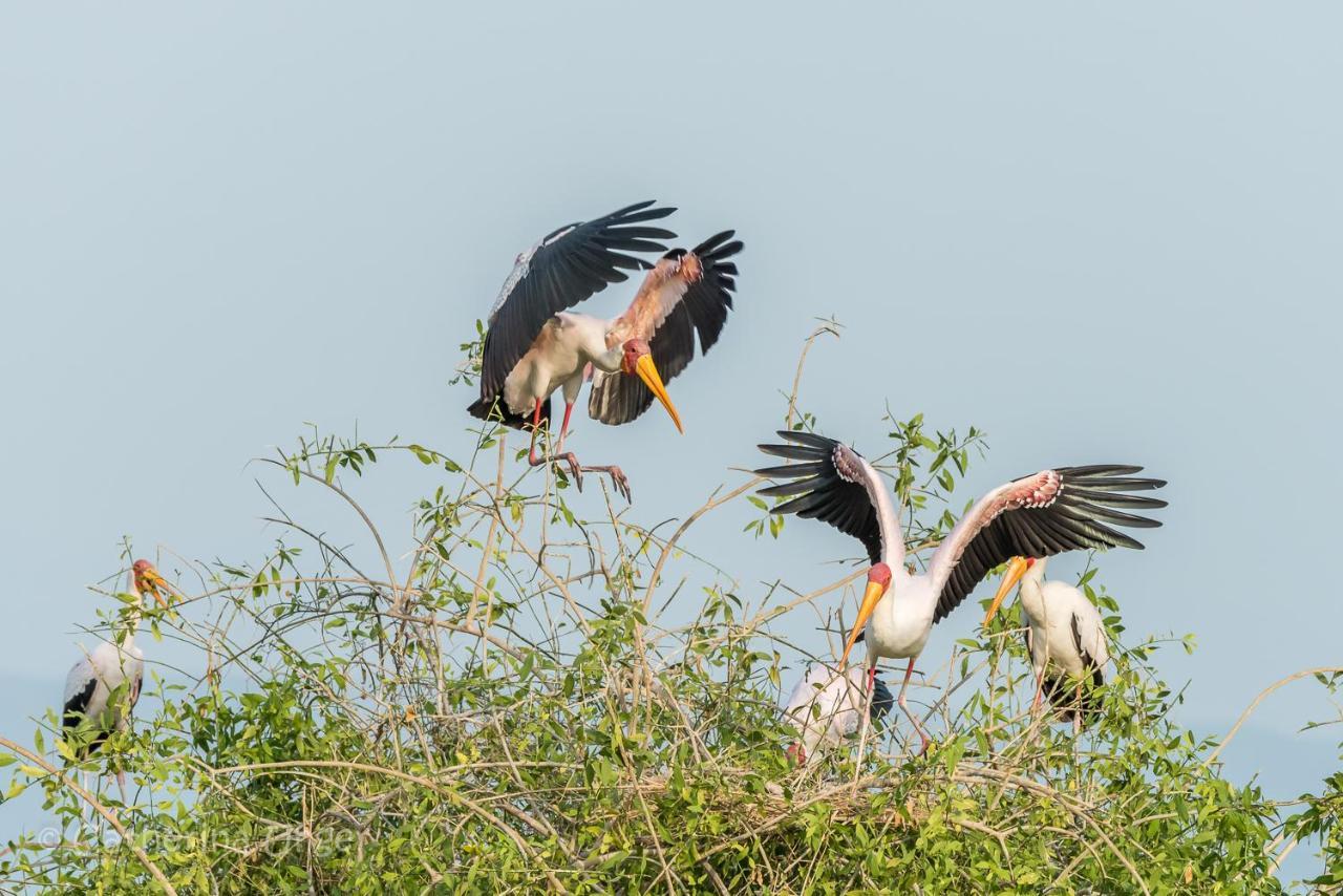 Lake Natron Maasai Giraffe Eco Lodge And Camping Mtowabaga エクステリア 写真