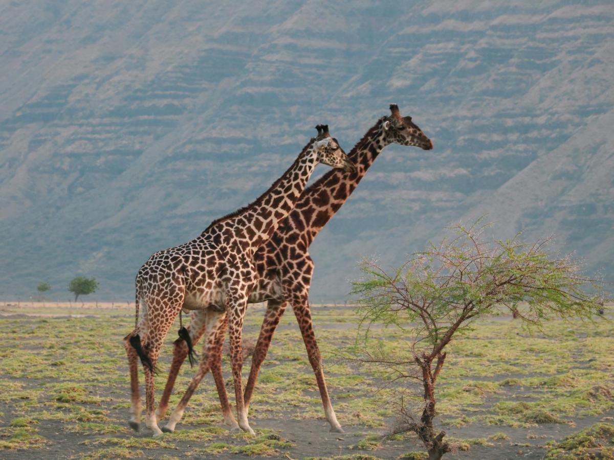Lake Natron Maasai Giraffe Eco Lodge And Camping Mtowabaga エクステリア 写真