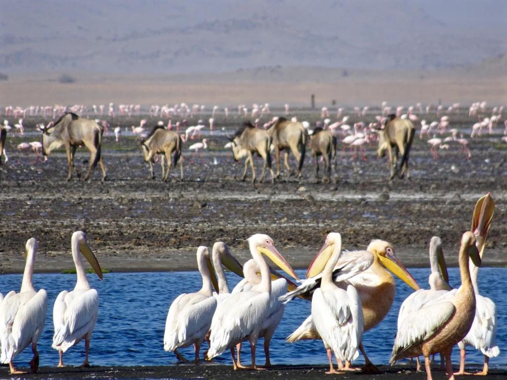 Lake Natron Maasai Giraffe Eco Lodge And Camping Mtowabaga エクステリア 写真