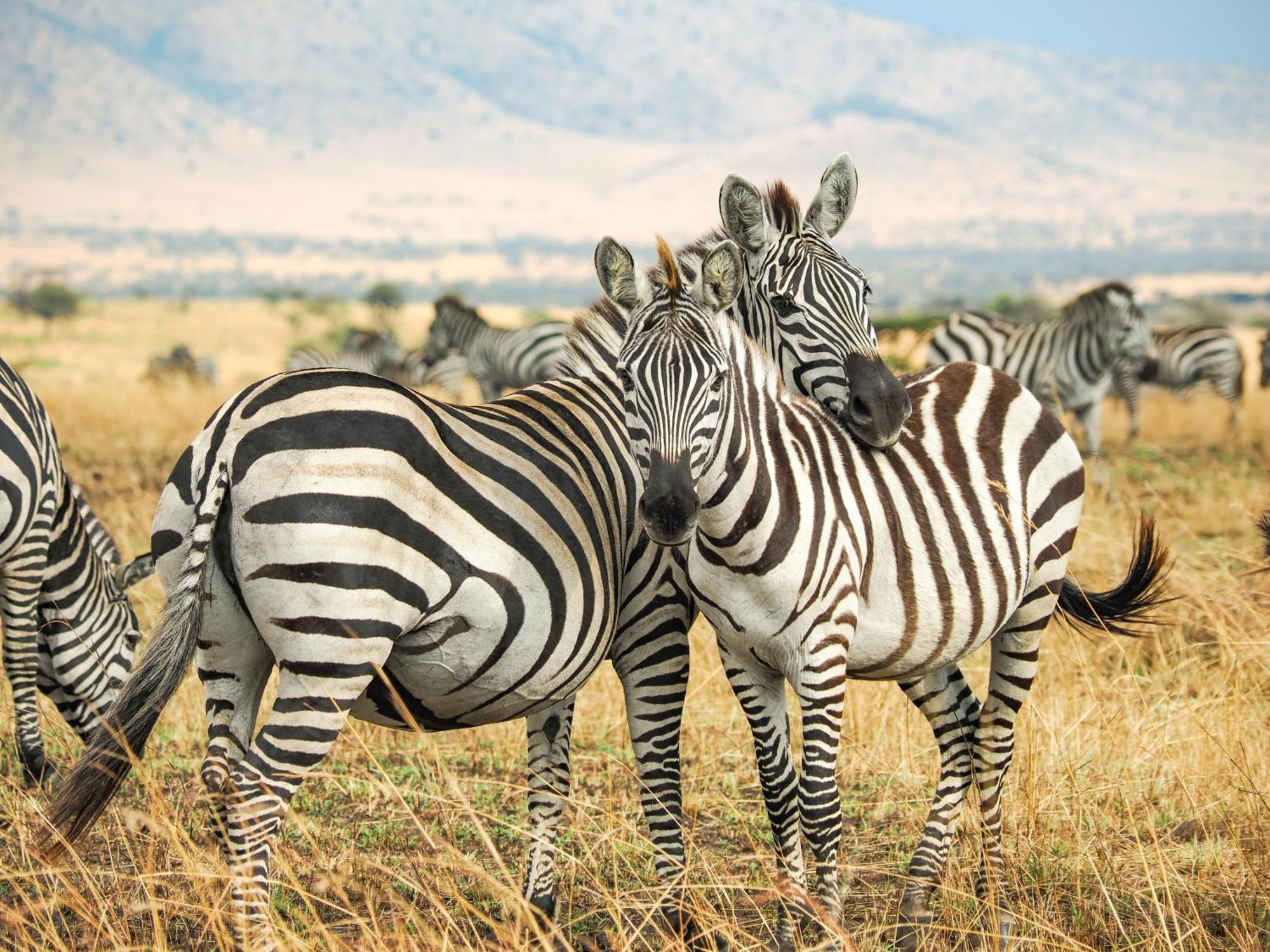 Lake Natron Maasai Giraffe Eco Lodge And Camping Mtowabaga エクステリア 写真